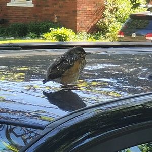 Meet your Posher, Deborah